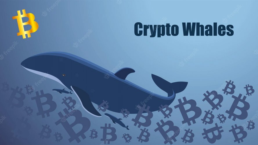 Οι Crypto Whales Μαζεύουν Altcoins 